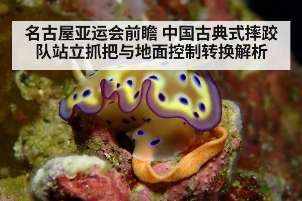 名古屋亚运会前瞻 中国古典式摔跤队站立抓把与地面控制转换解析